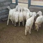 ضان