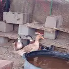 ربع البطة اثنين ذكور وثنتين اناثي