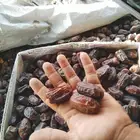 خضري 15طن