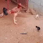 دجاج مع الصيصان