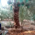 نخل اخلاص صقعي مجدول شيرازي برحي ونانه