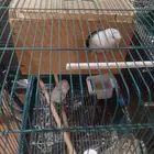 ببغاء ذره ثنتين و جوز روز
