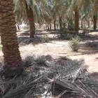 يوجد سعف جريد. تقريبن عشرين دينه