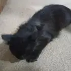 قط شيرازي للبيع