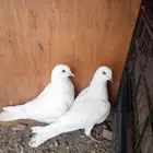 حمام باكستاني وحشي
