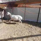 رخل نجديه ونعجه حريه للبيع
