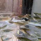 أسماك زينة مولي الحبة بريال