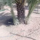 يوجد لدينا فسائل نخيل