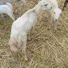عرض كبش فحل بلدي السن سديس