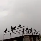 طاووس اناثي منتجه ثلاثه جواز ثلاث ذران وثلاث اناث
