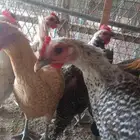 دجاج بياض وبط شرشيري