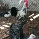 دجاج عربي وفراريج عمر 5 شهور