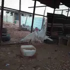 ديك رومي العدد 4 شرط انصاح انسبه بذمت المشتري