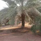 يوجد لدينا عمال نخيل تكريب