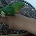 عصفور روز هجين عمروه شهرين