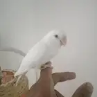 ذكر روز البينو اليف امحلل مع شهايد الفحص