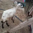 نعجه ماشالله التبع خروف الموقع العيدابي