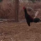 للبيع ديك شامو