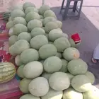 حبحب ساجر