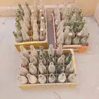 كراتين بيبسي قديمه