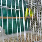للبيع طيور الزينة