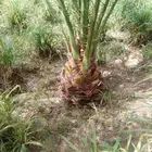 نخل للبيع بجميع انواعه ومقاساته وقلع وغرس