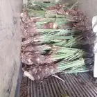 يوجد لدينا فسايل