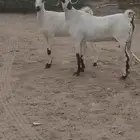 للبيع ماعز بيشيات اصايل