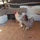 دجاج براهما