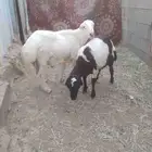 خرفان بلدي للبيع