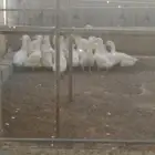 متوفر بط تربيه وازبح أوزان اتنين كيلو
