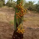 توريد نخل بيشه خيبر طريب تثليث