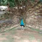 جواز طاووس منتجه اللي يبغى يتواصل