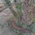 فروخ اخلاص كميه كبيره