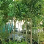 اكاسيا ياسمين