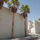 نخل للبيع