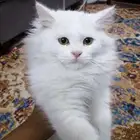 قطط صغيرة للبيع