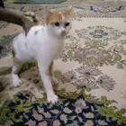 قط شيرازي بلدي مهجن