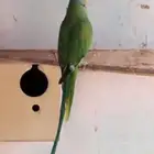 ذكر دره هندي فحل للإنتاج