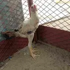 دجاج باكستاني
