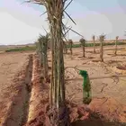 نخيل