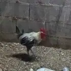 ديك فيومي