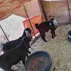 للبيع جفار
