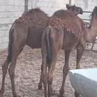 قعود وبكره اعمار اربع اشهور