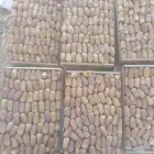 تمر رشودي
