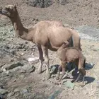 ناقه خلفه مصغر للبيع