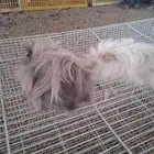 للبيع وبران  ارانب