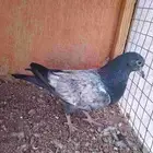 حمام باكستاني