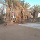 نخل للبيع في المزاحمية