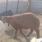 طليان خمس للبيع